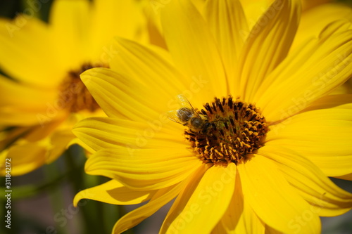 bee on yellow flower