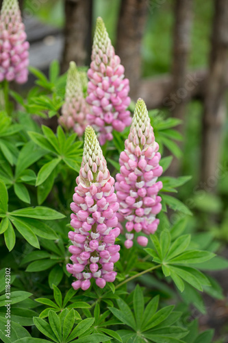Pink Lupines In A Country Garden