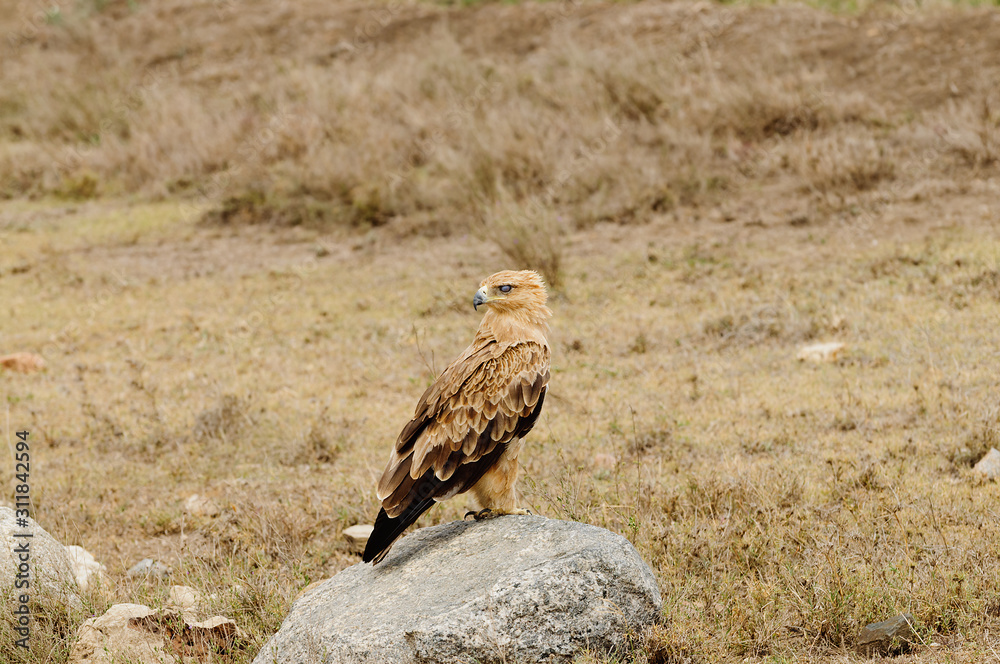 Fototapeta premium Tawny Eagle (Aquila rapax) eating a tortoise that has been killed by a vehicle running over it in Tarangire National Park; Tanzania