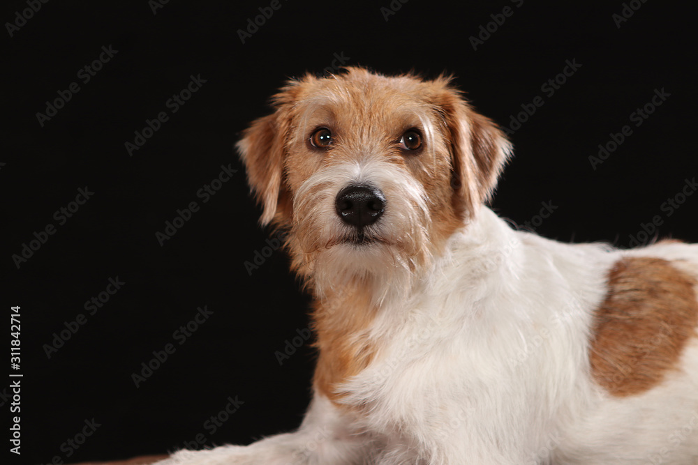 kromfohrlander dog posing for pictures in the studio