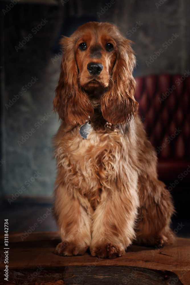 cocker spaniel dog portrait shooting in photo studio