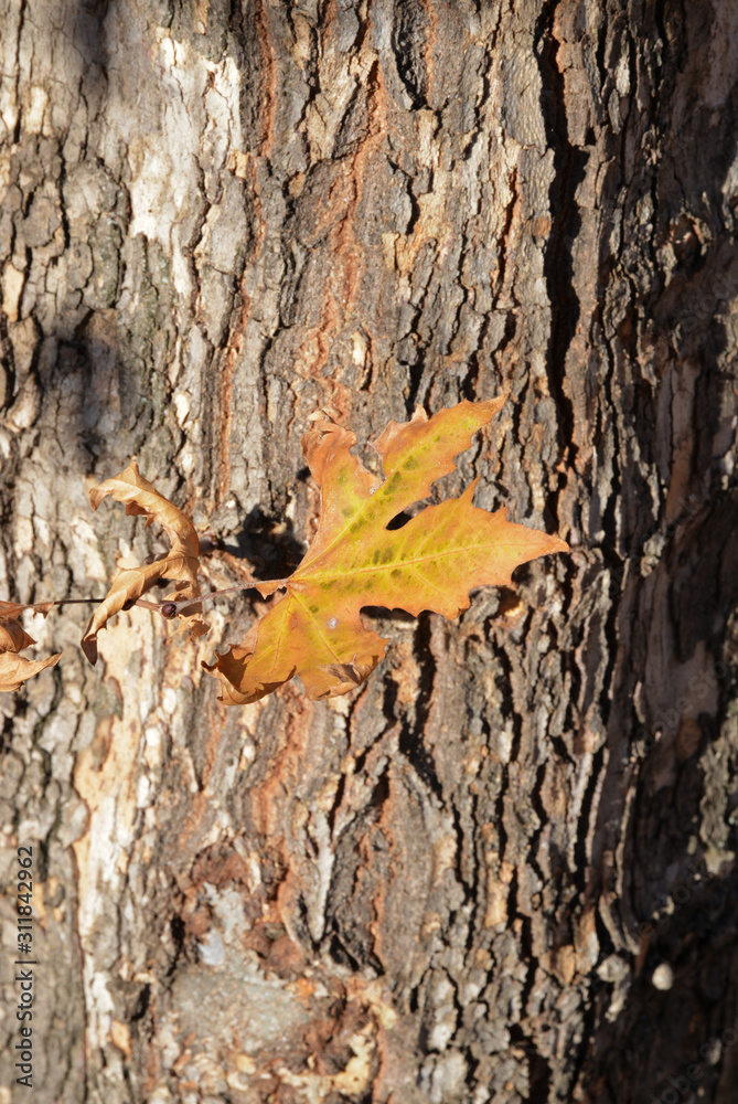 autumn leaves on a background