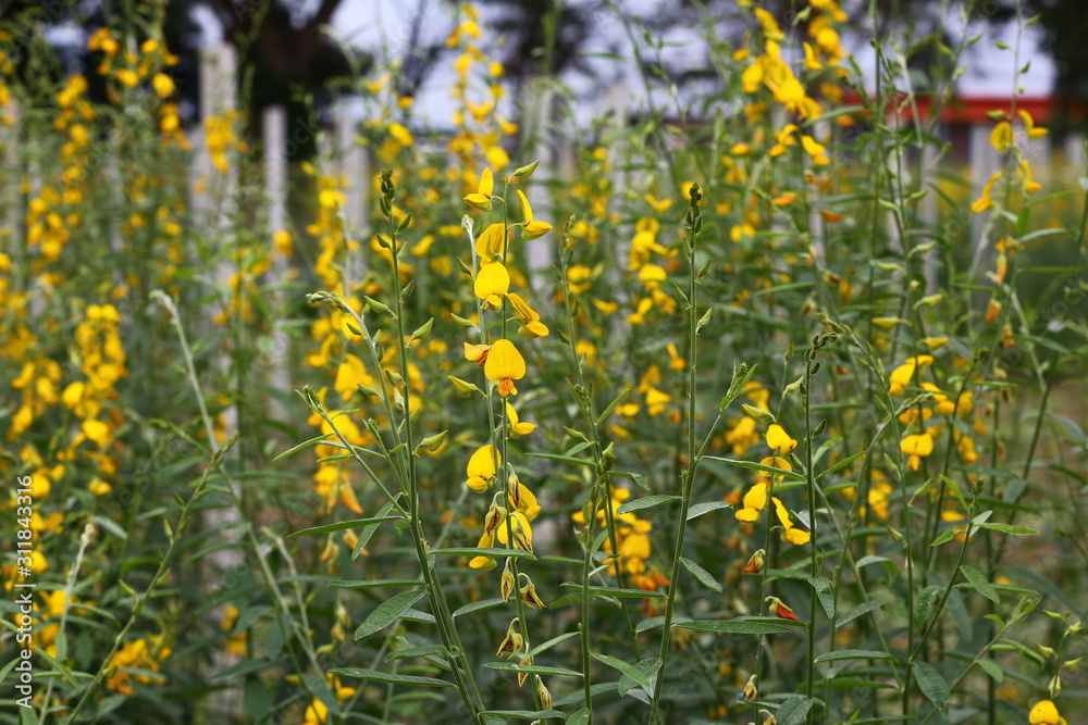 Obraz premium Sunn hemp flowers