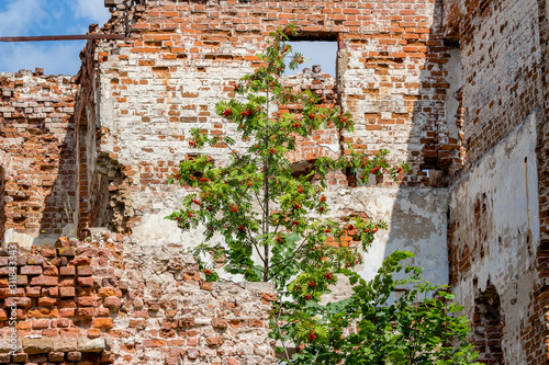 Rowan tree grown on brick ruins. Russia, Obninsk, Belkino estate photo