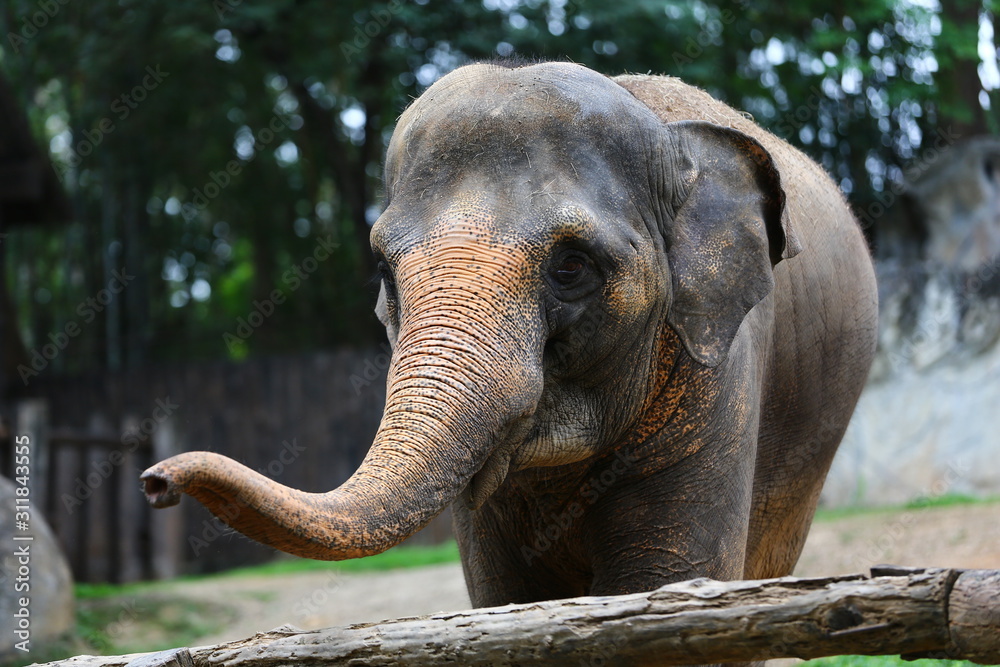 Obraz premium elephant in zoo
