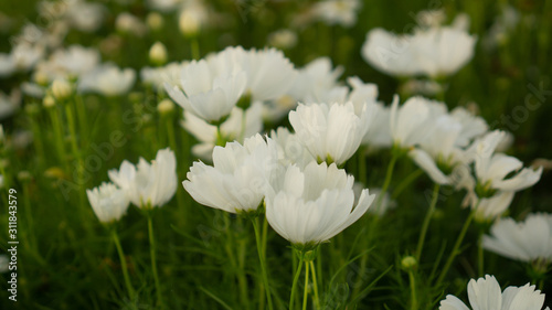 Field of pretty white petals of Cosmos flowers blooming on green leaves  small bud in a park   on blur background