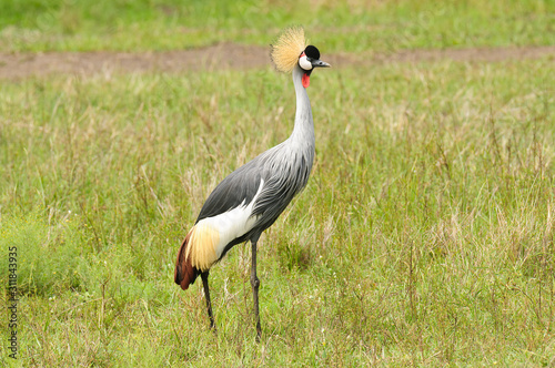 Grey crowned Crane (Balearica regulorum)