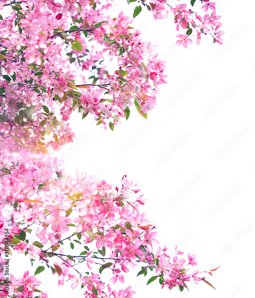 Spring Pink flowers isolated on white background. Spring blooming cherry flowers branch close up. spring flowering season concept. template for design