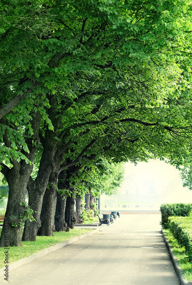 green trees in summer Park. nature background with park alley, promenade. summer season, urban environment. template for design