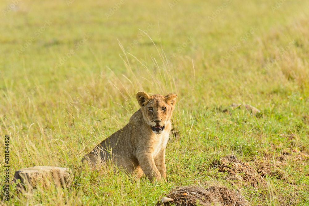 Lion pride (scientific name: Panthera leo, or Lion pride (scientific name: Panthera leo, or