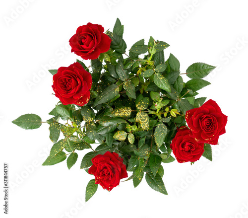Deep red miniature rose plant viewed from above  with gold glitter. Golden wedding  Valentine etc gift. Isolated on white background.