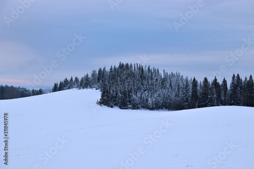 Snow, forest, high gray-blue sky. © Ruslan