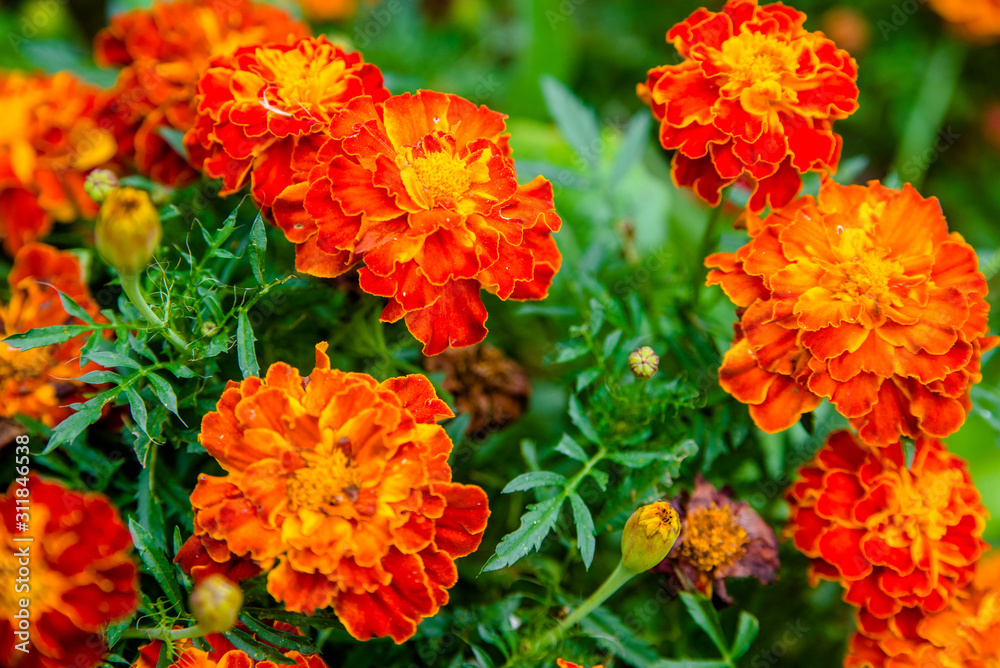 Orange calendula flowers in a flower bed in the city Park Orange calendula flowers in a flower bed in the city Park
