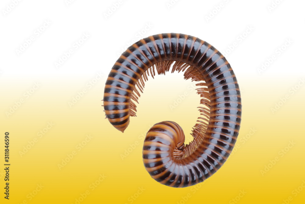 The millipede is bent on a orrang background.
