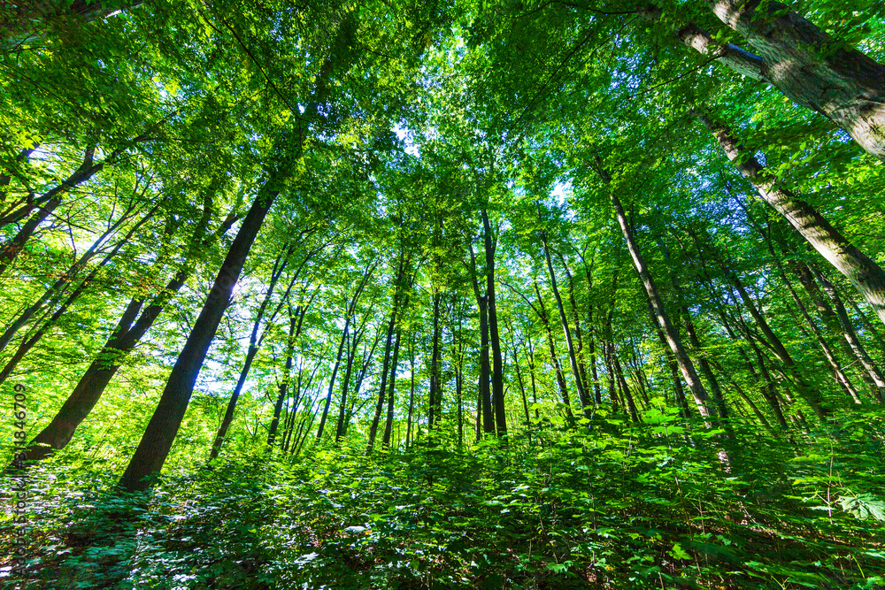 Beautiful summer forest with different trees Beautiful summer forest with different trees