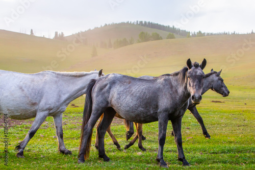 Mongolie animaux de la steppe © enzogialo
