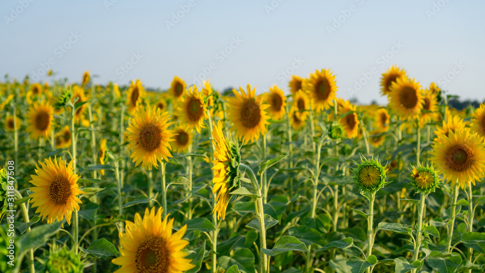 Obraz premium Field of sunflower blossom in a garden, the yellow petals of flower head spread up and blooming above green leaves under cloudy sky