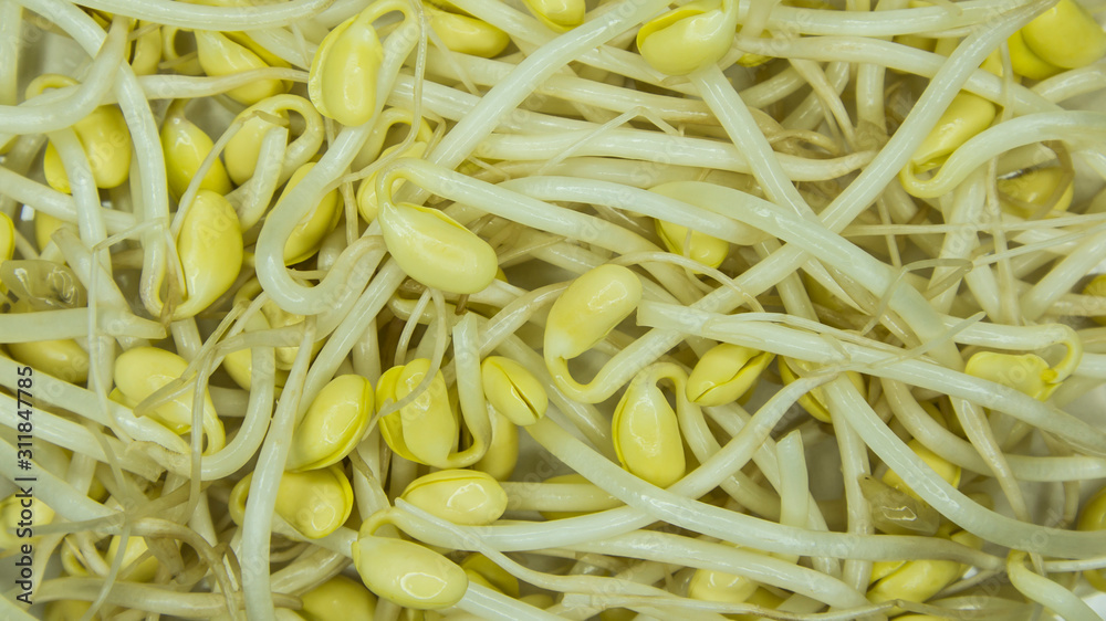 Moyashi in full frame. Used in japanese cuisine Moyashi in full frame. Used in japanese cuisine