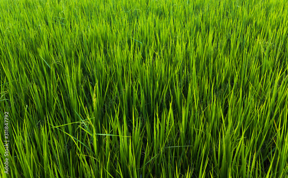 Green organic rice field