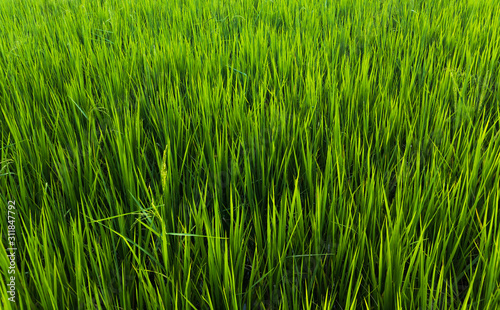 Green organic rice field