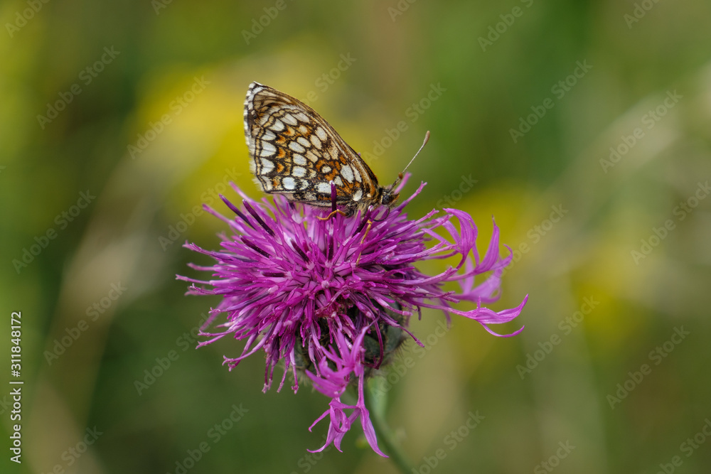 Brauner Schmetterling auf einer lila Blüte einer Distel Brauner Schmetterling auf einer lila Blüte einer Distel