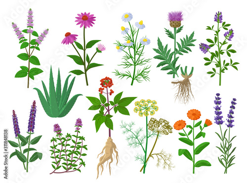 Healing medicinal herbs and flowers big collection of illustrations in flat design, flowers icons isolated on white background. Chamomile, Aloe vera, Lavandula, Calendula, Thyme, Alfalfa, Echinacea photo