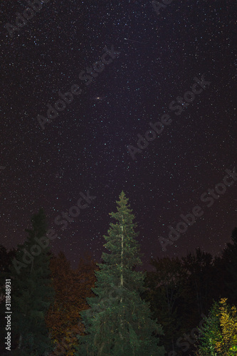 Beautiful night sky stars and fir trees.