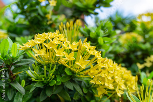 Bunches beautiful yellow petite petals Ixora hybrid blooming on gark green leaves blur background, closeup photo, pretty plant for Landscaping design photo