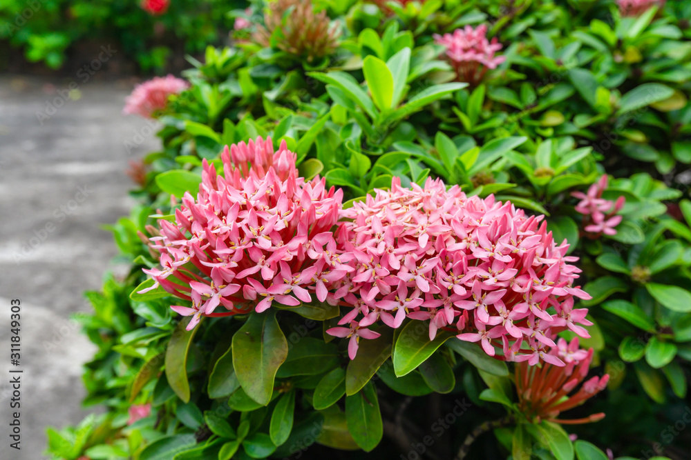 Bunches of petite pink petals Ixora hybrid blossom on green leaf, know as west Indian jasmine or jungle flame, close up photo Bunches of petite pink petals Ixora hybrid blossom on green leaf, know as west Indian jasmine or jungle flame, close up photo