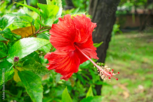 Bunch of big red petals of Hawaiian hibiscus blossom cover around long stamen and pistil, known as Shoe flower, Chinese rose, rosa de sharon, Hawaii state flower and also Pua aloalo or ma'o hau hele  photo
