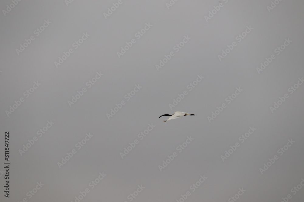 seagull flying in the sky seagull flying in the sky