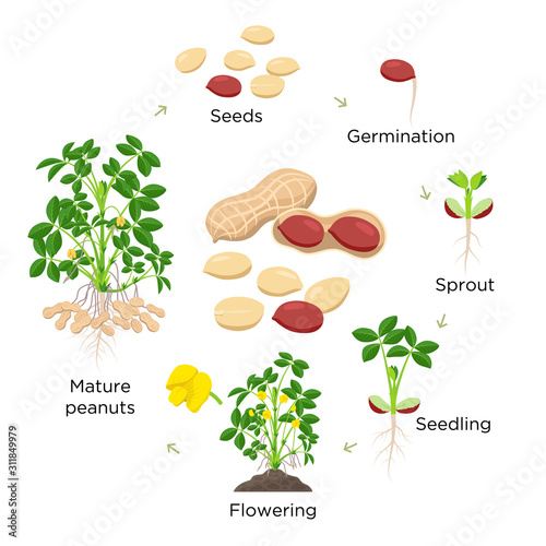 Peanut growth stages vector illustration in flat design. Planting process of groundnut plant. Peanut life cycle from seed to flowering and fruit-bearing plant isolated on white background.