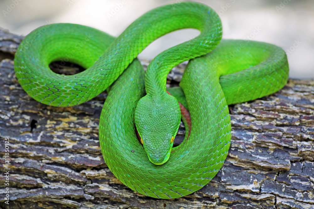 Fototapeta premium green viper snake, venomous and poisonous snake, trimeresurus albolabris