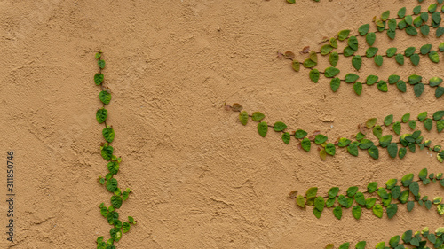 Fresh young green creeper or creeping fig houseplants known as Ficus pumila L. climbing up on brown old rough texture of concrete wall photo