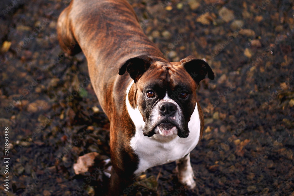 brindle boxer dog. waiting in a river bed,  looking up at the viewer
