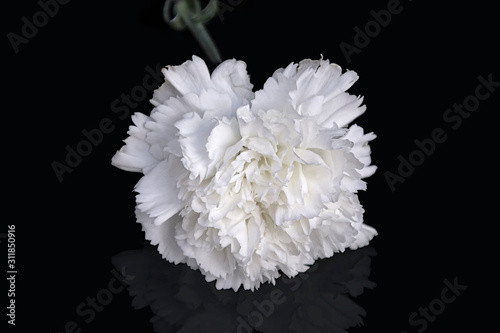 white carnation isolated on a black background photo