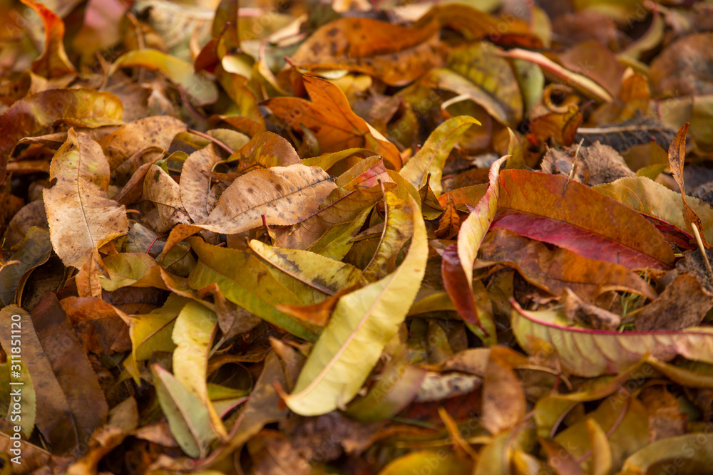 Pile of autumn leaves on grass green grass