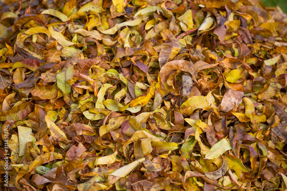 Pile of autumn leaves on grass green grass