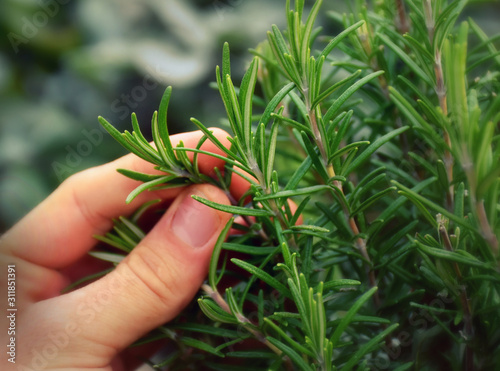 Hand picking rosemary in the garden to prepare an Italian dish
