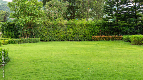 Fresh green burmuda grass smooth lawn as a carpet with curve form of bush, trees on the background, good maintenance lanscapes in a garden under cloudy sky and morning sunlight