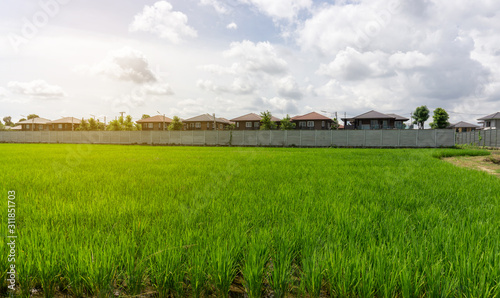A wide famer agriculture land of rice plantation farm in planting season  green young rice filed in water under white fluffy cloud formation on blue sky in sunny day   countryside of Thailand