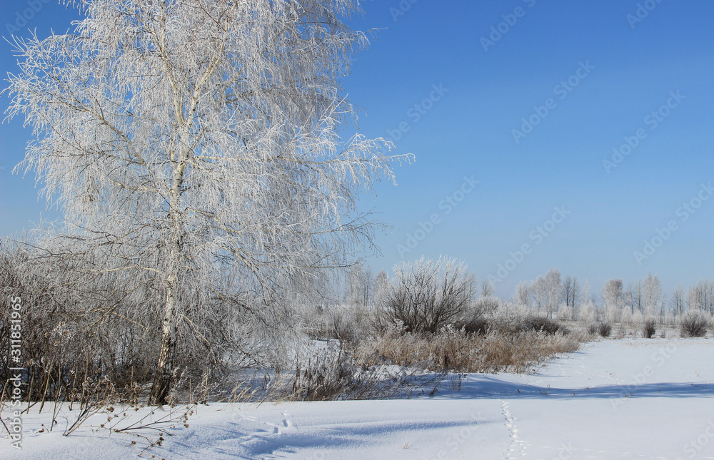 Birch covered with frost among the bushes. Birch covered with frost among the bushes.