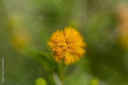 Yellow filaments flower