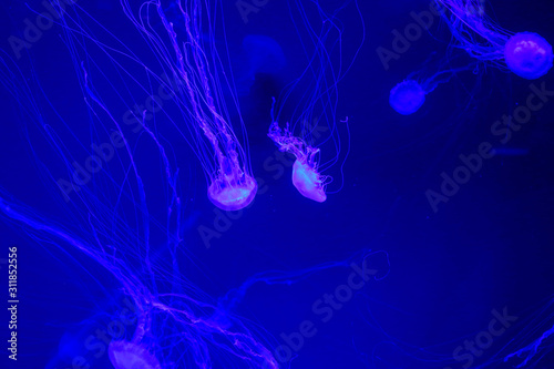 Beautiful colorful poisonous box jellyfish, Jellyfish in aquarium with black background, Close-up of box jellyfish in ocean water in deep blue sea