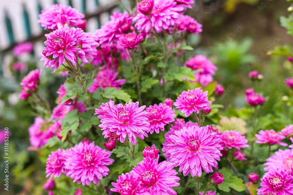 Fresh bright chrysanthemums. Japanese, korean style. Background for a beautiful greeting card. Autumn flowers in the garden. Flowering pink chrysanthemums Fresh bright chrysanthemums. Japanese, korean style. Background for a beautiful greeting card. Autumn flowers in the garden. Flowering pink chrysanthemums