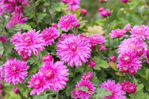 Fresh bright chrysanthemums. Japanese  korean style. Background for a beautiful greeting card. Autumn flowers in the garden. Flowering pink chrysanthemums