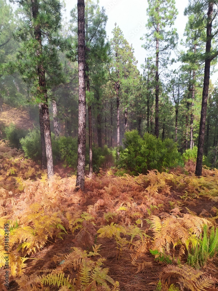 Fototapeta premium Beautiful autumn in the forest at La Palma