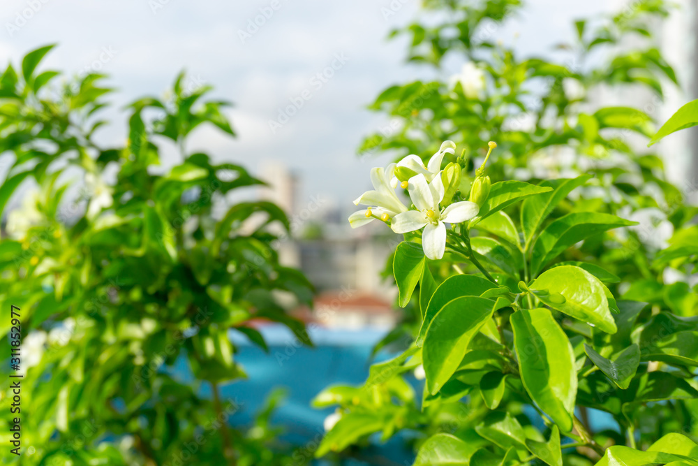 Prettyl white pitals of Orange Jessamine on green leaf background under sunlight, tropical planting know as Andaman satinwood, China box tree and cosmatic bark, fragrant plant for perfume product