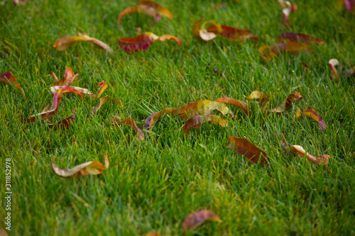 Autumn leaves fallen on green grass field