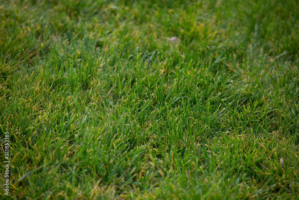 Autumn leaves fallen on green grass field Autumn leaves fallen on green grass field